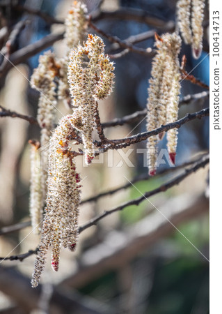 Backlit cluster of female European aspen or Quaking Aspen, Populus tremuloides, catkins, under the soft spring sun Backlit cluster of female European aspen or Quaking Aspen, Populus tremuloides, catkins, under the soft spring sun 100414713