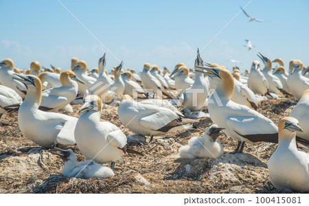 The Australian gannet birds colony at Cape Kidnappers in Hawke's Bay region of New Zealand. The cape has been identified as an Important Bird Area. 100415081