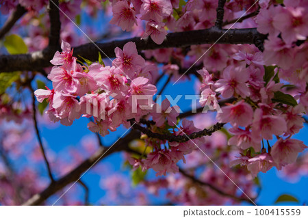 Kawazu cherry blossoms in full bloom [Spring image] 100415559