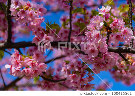 Kawazu cherry blossoms in full bloom [Spring image] 100415561