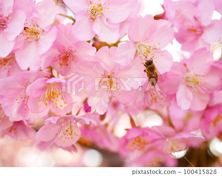 Kawazu cherry tree Kawazu cherry tree 100415828