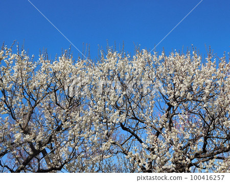 Plum Blossoms White Kaga Single-flowered white flowers 100416257