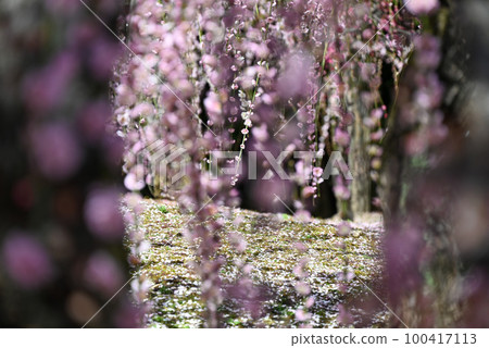 叼著梅花 100417113