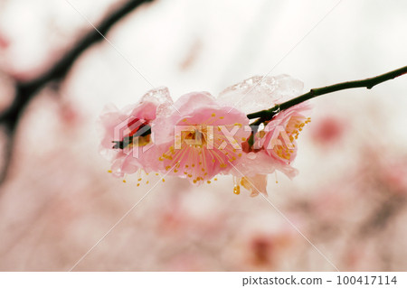 Kobai (Japanese plum) blooming vigorously even in the snow Kobai (Japanese plum) blooming vigorously even in the snow 100417114