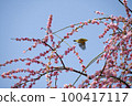 鳥和垂枝梅 100417117