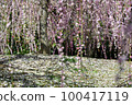 叼著梅花 100417119