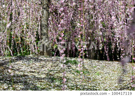 叼著梅花 叼著梅花 100417119