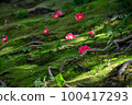 苔蘚和山茶花 100417293