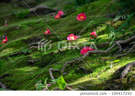 Moss and camellia Moss and camellia 100417293