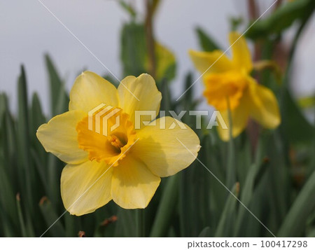 早晨陽光下的黃色水仙花(春天的天空和公園花壇,水仙花盛開) 早晨陽光下的黃色水仙花(春天的天空和公園花壇,水仙花盛開) 100417298