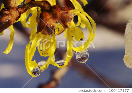 The petals of witch hazel in the snow are interesting The petals of witch hazel in the snow are interesting 100417377