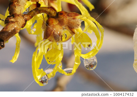 雪地裡的金縷梅花瓣很有意思 100417432