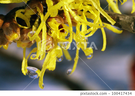 雪地裡的金縷梅花瓣很有意思 100417434