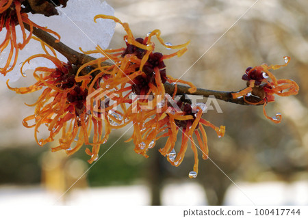 雪地裡的金縷梅花瓣很有意思 100417744