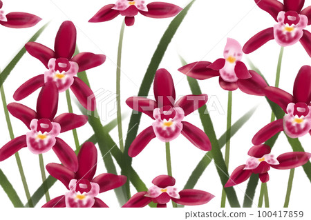 Shunran flower card 1 Shunran flower card 1 100417859