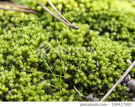 Fresh green moss and fallen pine leaves 100417985