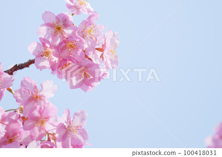 Slow motion of cherry blossoms swaying beautifully on a sunny day in spring 100418031