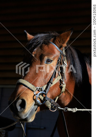 Kisoma from Shinshu. It is a native horse of Japan and lives in vast and rich nature. Kisoma from Shinshu. It is a native horse of Japan and lives in vast and rich nature. 100418068