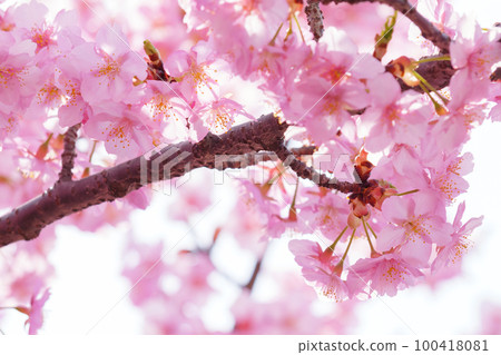 在春天陽光明媚的日子裡，櫻花的慢動作優美地搖曳 100418081