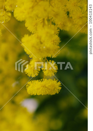 黃色的小含羞草花瓣很可愛 100418143