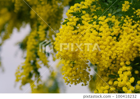 黃色的小含羞草花瓣很可愛 黃色的小含羞草花瓣很可愛 100418232