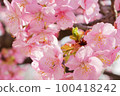 Slow motion of cherry blossoms swaying beautifully on a sunny day in spring 100418242