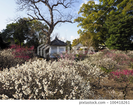 [高分辨率]道明寺天滿宮梅園的梅花 100418261
