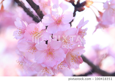 Kawazuzakura 8906 100418351