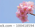 Slow motion of cherry blossoms swaying beautifully on a sunny day in spring 100418594