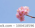 Slow motion of cherry blossoms swaying beautifully on a sunny day in spring 100418596