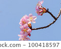 Slow motion of cherry blossoms swaying beautifully on a sunny day in spring 100418597