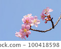 Slow motion of cherry blossoms swaying beautifully on a sunny day in spring 100418598