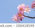 Slow motion of cherry blossoms swaying beautifully on a sunny day in spring 100418599