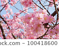 Slow motion of cherry blossoms swaying beautifully on a sunny day in spring 100418600