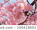 Slow motion of cherry blossoms swaying beautifully on a sunny day in spring 100418603
