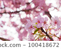 Slow motion of cherry blossoms swaying beautifully on a sunny day in spring 100418672