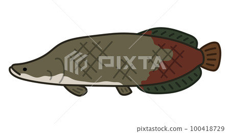 Pirarucu Pirarucu 100418729