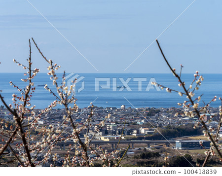 南梅林梅花海景 100418839
