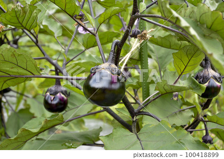 Eggplant Eggplant 100418899