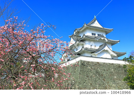 [Mie Prefecture] Plum Blossoms and Iga Ueno Castle 100418966