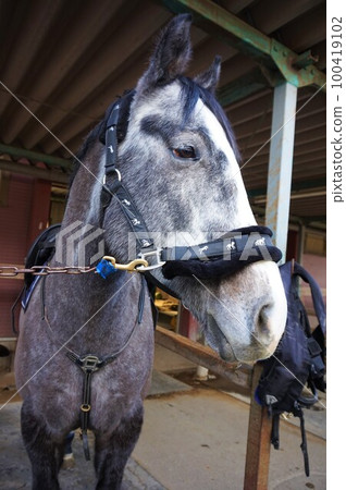 horse horse riding horse riding club horse riding horse horse riding horse riding club horse riding 100419102