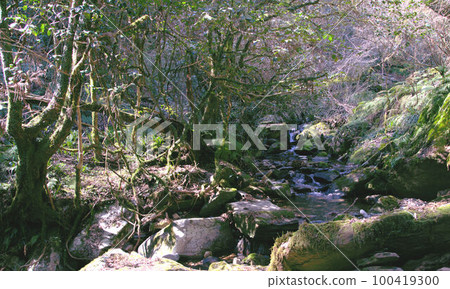 Moss-covered valley mountain climbing Mt. Ibara scenery 100419300