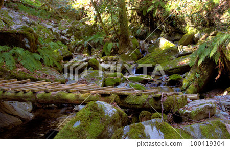 Moss-covered valley mountain climbing Mt. Ibara scenery Moss-covered valley mountain climbing Mt. Ibara scenery 100419304