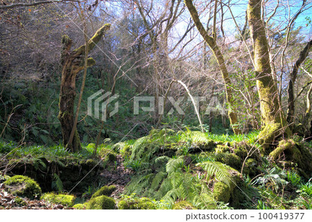 青苔覆蓋的山谷登山伊原山風景 青苔覆蓋的山谷登山伊原山風景 100419377