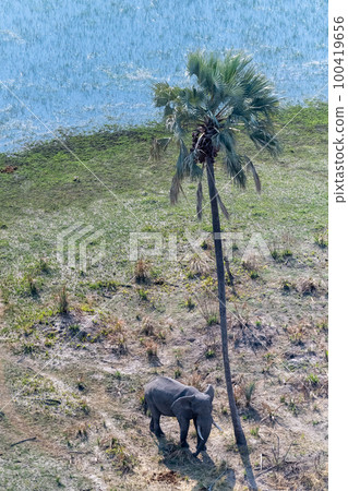 Aerial shot of an Elephant rubbing its head against a palm tree Aerial shot of an Elephant rubbing its head against a palm tree 100419656