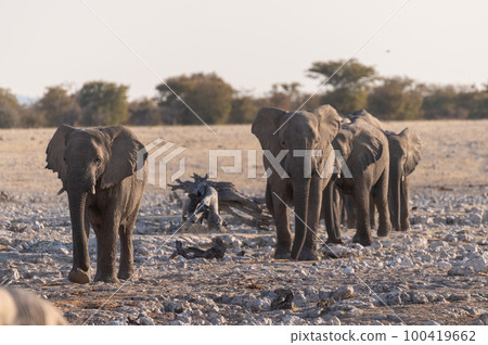 Bathing Elephants in Etosha 100419662