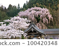 Japanese Cherry Blossom Series Miharu Fukujuji Temple 2 100420348