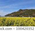 路站原鶴的油菜花田 100420352