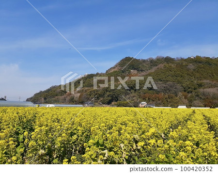路站原鶴的油菜花田 100420352