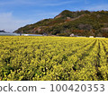 路站原鶴的油菜花田 100420353
